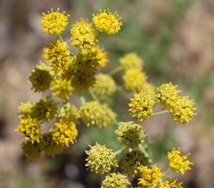 Hymenopappus flavescens