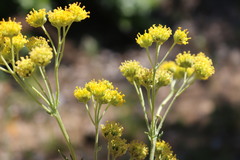 Hymenopappus flavescens
