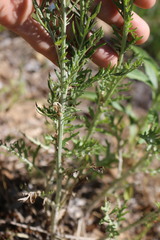 Hymenopappus flavescens