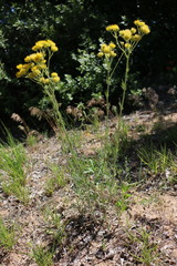 Hymenopappus flavescens