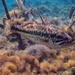 Lobina Negra - Photo (c) Phil's 1stPix, algunos derechos reservados (CC BY-NC-SA)