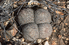 Escobaria tuberculosa varicolor