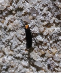 Doleromorpha porphyria