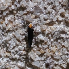 Doleromorpha porphyria