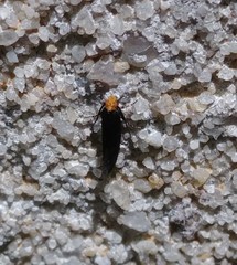 Doleromorpha porphyria