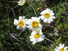 Tanacetum corymbosum achilleae