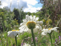Tanacetum corymbosum achilleae