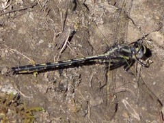 Phanogomphus spicatus