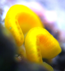 Sycozoa cerebriformis