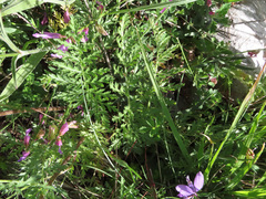Tanacetum corymbosum achilleae