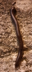 Pachyiulus flavipes