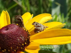 Tebenna gnaphaliella