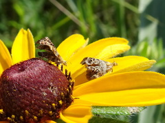Tebenna gnaphaliella