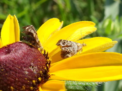 Tebenna gnaphaliella