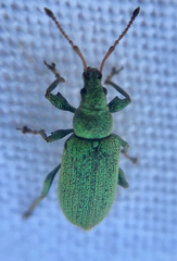 Phyllobius maculicornis
