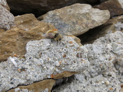 Cephenemyia stimulator