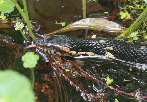 Nerodia fasciata