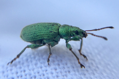 Phyllobius maculicornis
