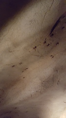 Hadenoecus subterraneus