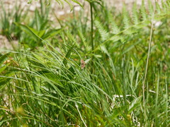 Phytometra viridaria