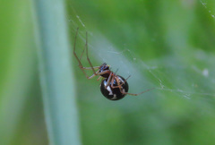 Microlinyphia pusilla