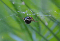 Microlinyphia pusilla