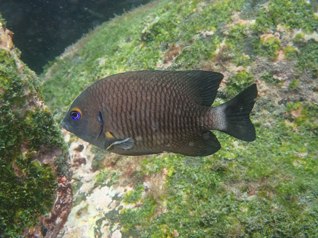 Galapagos Ringtail Damselfish