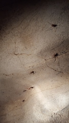 Hadenoecus subterraneus