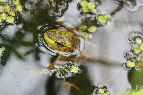 Lithobates grylio