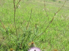 Oenothera cinerea