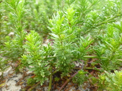 Hermannia pinnata