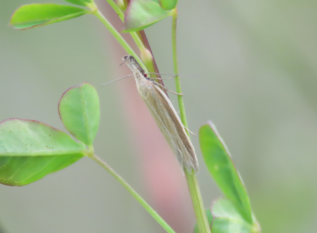 Pleurota pungitiella