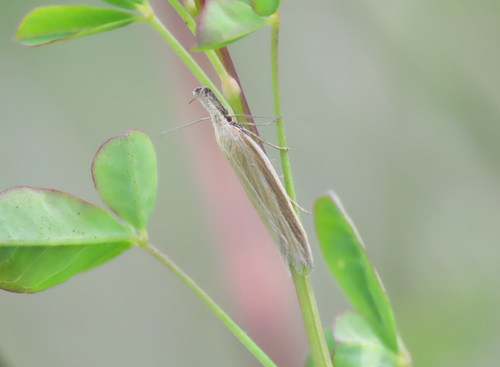 Pleurota pungitiella