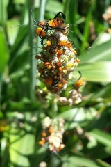 Acanthocephala declivis