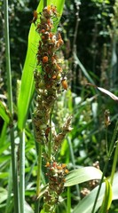 Acanthocephala declivis