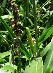 Acanthocephala declivis