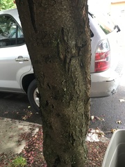 Prunus cerasifera