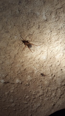 Hadenoecus subterraneus