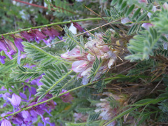 Astragalus sempervirens
