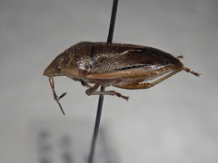 Chlorochroa saucia