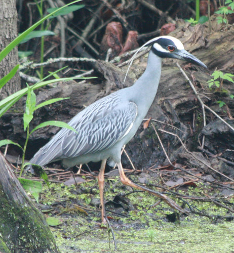 Nyctanassa violacea