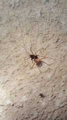 Hadenoecus subterraneus