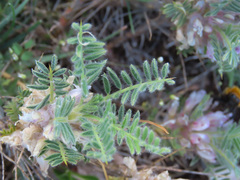 Astragalus sempervirens