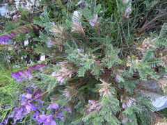 Astragalus sempervirens