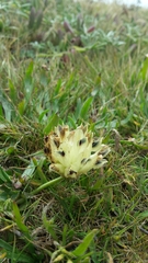 Trifolium fucatum