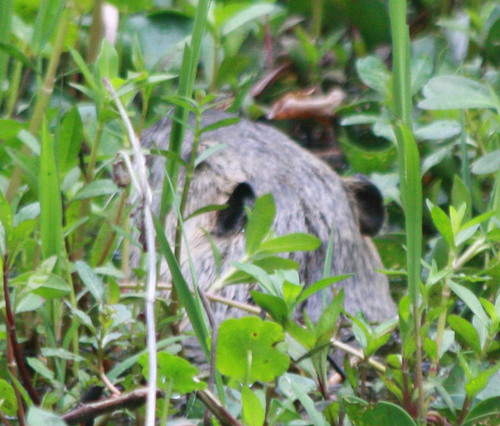 Myocastor coypus