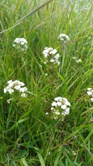 Triphysaria versicolor versicolor