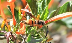 Smeringodynerus morelios