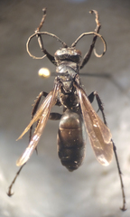 Arachnospila