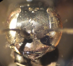 Arachnospila
